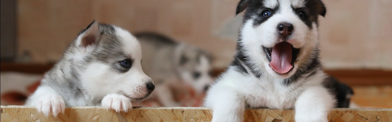 petshop-in-thanjavur